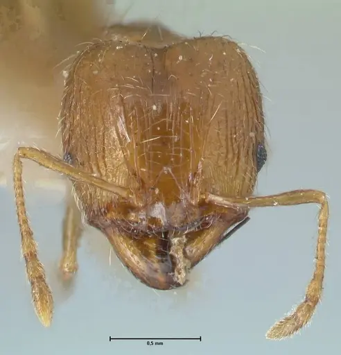 Pheidole squalida specimen FOCOL1322 image focol1322_2