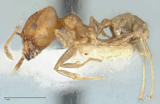 Pheidole squalida specimen FOCOL1322 image focol1322_3