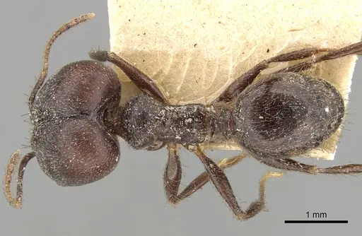 Pheidole steinheili specimen CASENT0281741 image casent0281741_1