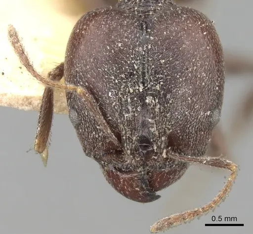 Pheidole steinheili specimen CASENT0281741 image casent0281741_2
