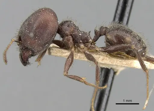 Pheidole steinheili specimen CASENT0281741 image casent0281741_3