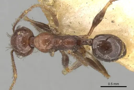 Pheidole steinheili specimen CASENT0281742 image casent0281742_1
