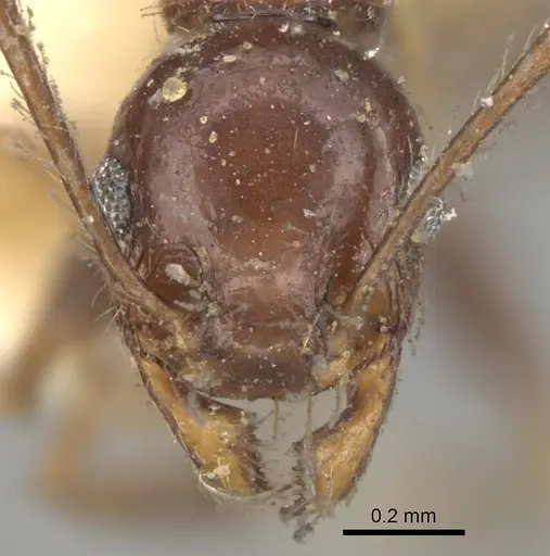 Pheidole steinheili specimen CASENT0281742 image casent0281742_2