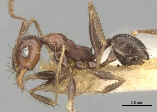 Pheidole steinheili specimen CASENT0281742 image casent0281742_3
