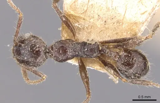 Pheidole steinheili specimen CASENT0904343 image casent0904343_1