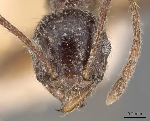 Pheidole steinheili specimen CASENT0904343 image casent0904343_2