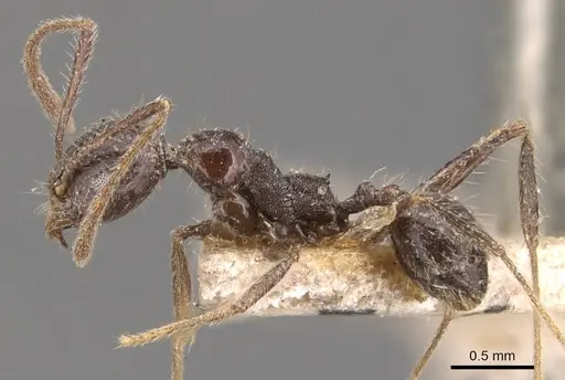 Pheidole steinheili specimen CASENT0904343 image casent0904343_3