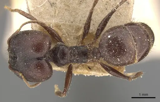 Pheidole steinheili specimen CASENT0908119 image casent0908119_1