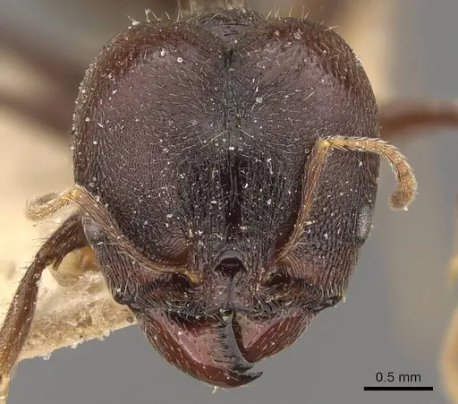 Pheidole steinheili specimen CASENT0908119 image casent0908119_2