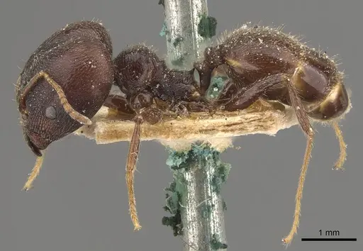 Pheidole steinheili specimen CASENT0908119 image casent0908119_3