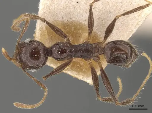 Pheidole steinheili specimen CASENT0908120 image casent0908120_1