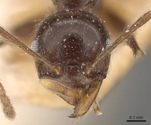 Pheidole steinheili specimen CASENT0908120 image casent0908120_2