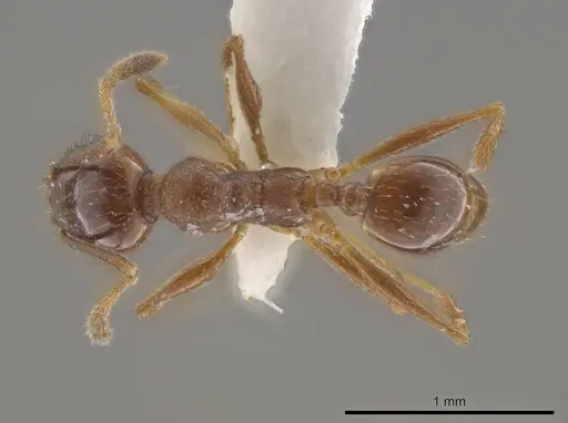 Pheidole stigma specimen CASENT0636799 image casent0636799_1
