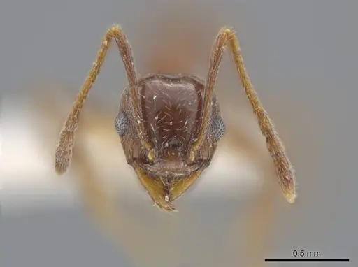 Pheidole stigma specimen CASENT0636799 image casent0636799_2