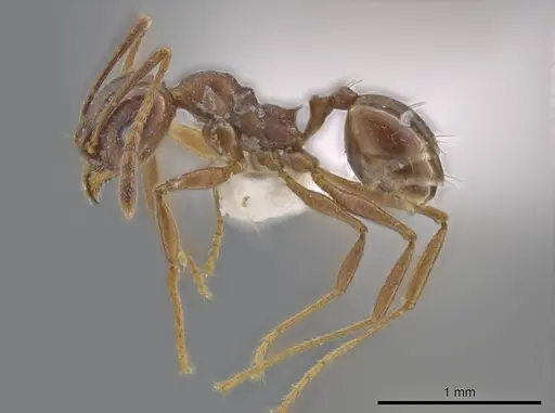 Pheidole stigma specimen CASENT0636799 image casent0636799_3