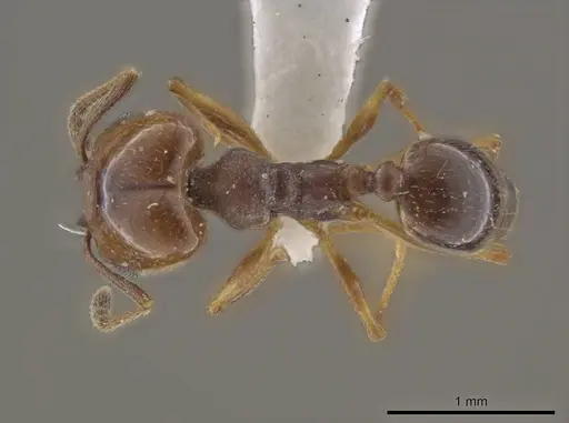 Pheidole stigma specimen JTLC000016538 image jtlc000016538_1