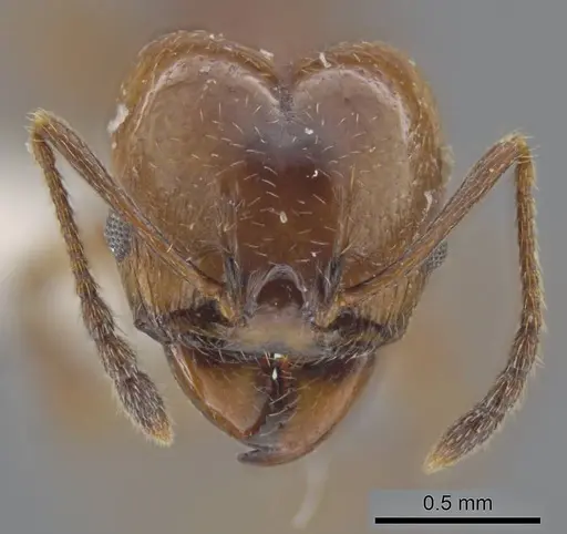 Pheidole stigma specimen JTLC000016538 image jtlc000016538_2