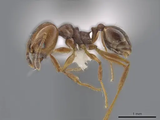 Pheidole stigma specimen JTLC000016538 image jtlc000016538_3
