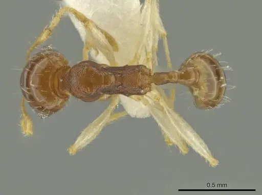 Pheidole stomachosa specimen CASENT0636800 image casent0636800_1