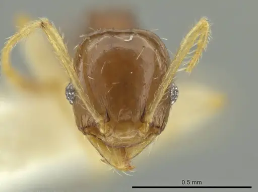 Pheidole stomachosa specimen CASENT0636800 image casent0636800_2
