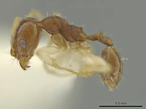 Pheidole stomachosa specimen CASENT0636800 image casent0636800_3