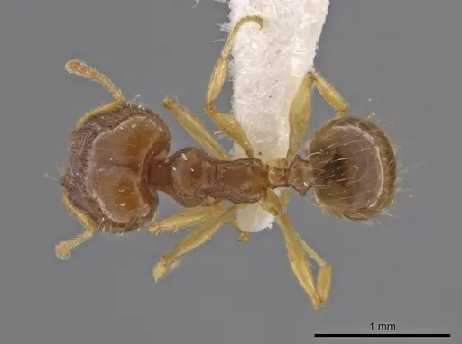 Pheidole stomachosa specimen JTLC000013780 image jtlc000013780_1