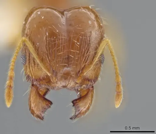 Pheidole stomachosa specimen JTLC000013780 image jtlc000013780_2