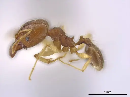Pheidole stomachosa specimen JTLC000013780 image jtlc000013780_3