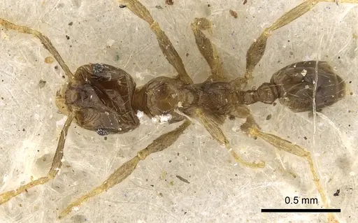 Pheidole strator specimen CASENT0901296 image casent0901296_1