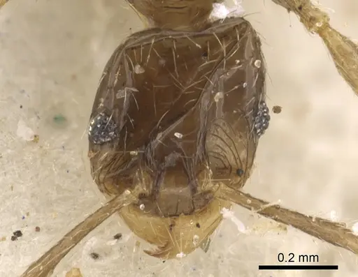 Pheidole strator specimen CASENT0901296 image casent0901296_2