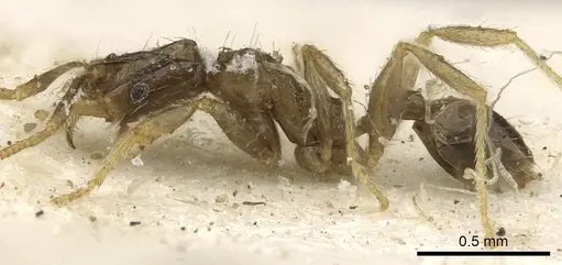 Pheidole strator specimen CASENT0901296 image casent0901296_3