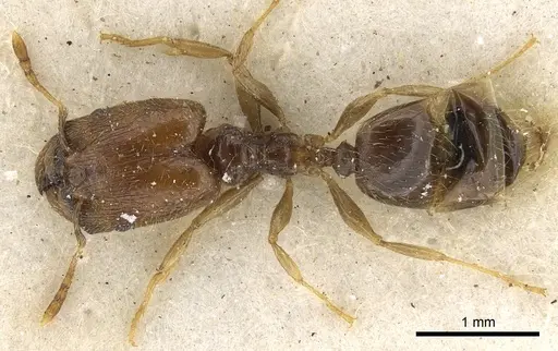 Pheidole strator specimen CASENT0901297 image casent0901297_1