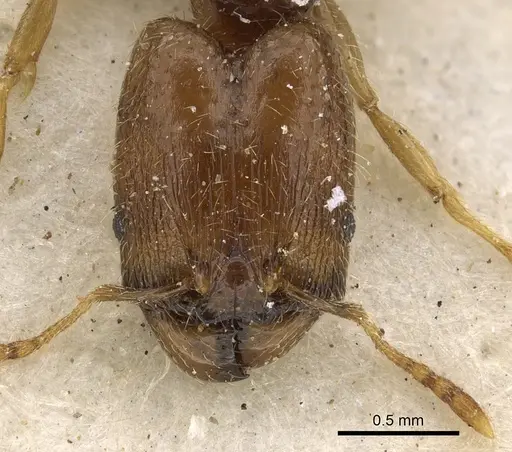 Pheidole strator specimen CASENT0901297 image casent0901297_2