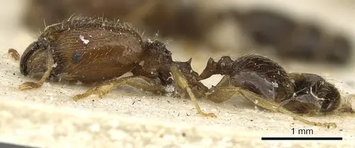 Pheidole strator specimen CASENT0901297 image casent0901297_3