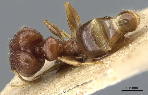Pheidole strator specimen CASENT0905861 image casent0905861_1