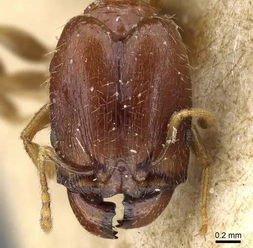 Pheidole strator specimen CASENT0905861 image casent0905861_2