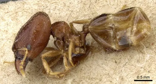 Pheidole strator specimen CASENT0905861 image casent0905861_3