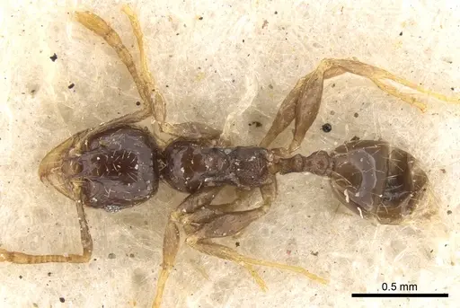 Pheidole strator specimen CASENT0906528 image casent0906528_1