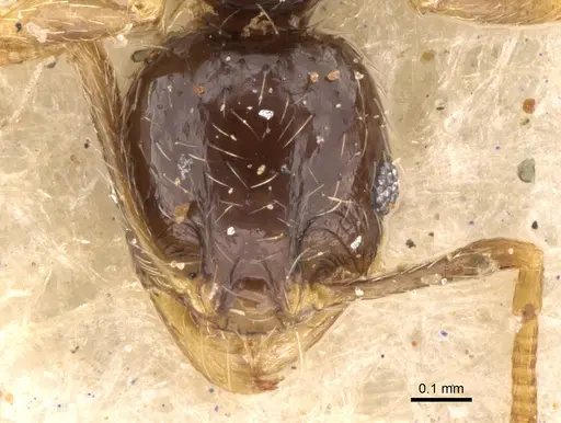 Pheidole strator specimen CASENT0906528 image casent0906528_2