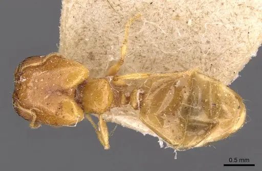 Pheidole strator specimen CASENT0907851 image casent0907851_1
