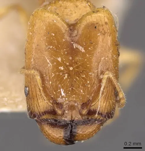 Pheidole strator specimen CASENT0907851 image casent0907851_2
