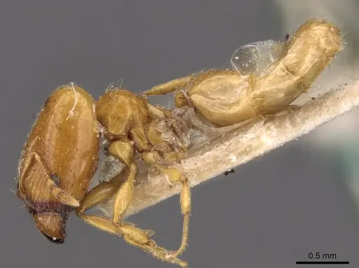Pheidole strator specimen CASENT0907851 image casent0907851_3