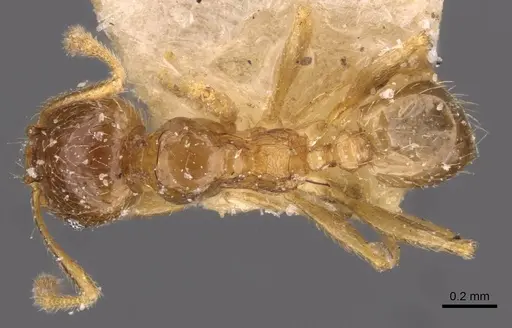 Pheidole strator specimen CASENT0907852 image casent0907852_1
