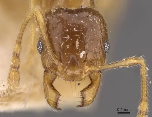 Pheidole strator specimen CASENT0907852 image casent0907852_2