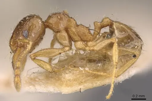 Pheidole strator specimen CASENT0907852 image casent0907852_3