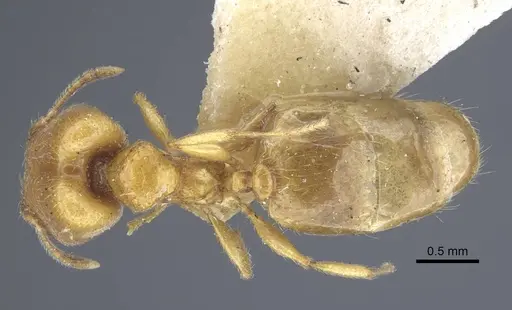 Pheidole strator specimen CASENT0916962 image casent0916962_1