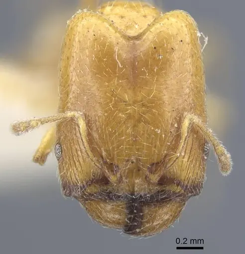 Pheidole strator specimen CASENT0916962 image casent0916962_2