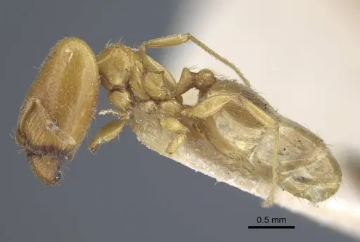 Pheidole strator specimen CASENT0916962 image casent0916962_3