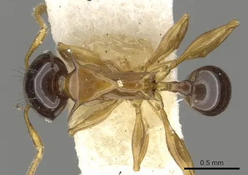Pheidole striata specimen CASENT0901322 image casent0901322_1