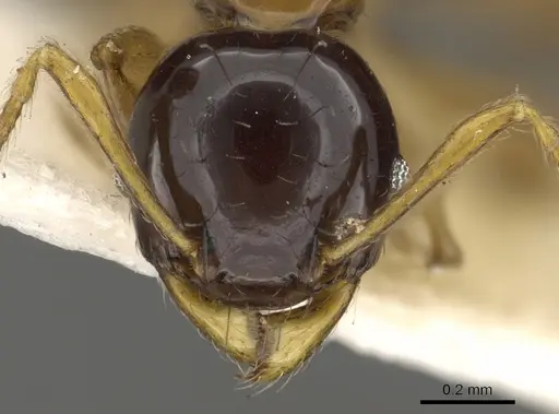 Pheidole striata specimen CASENT0901322 image casent0901322_2
